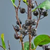 32" Berry Branch Spray - Black