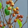32" Berry Branch Spray - Chestnut
