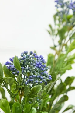 17" Boxwood Berry Bush x9