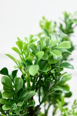 32" Boxwood Spray