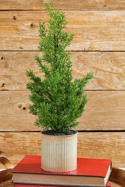 18" Cypress Tree in Tin Pot