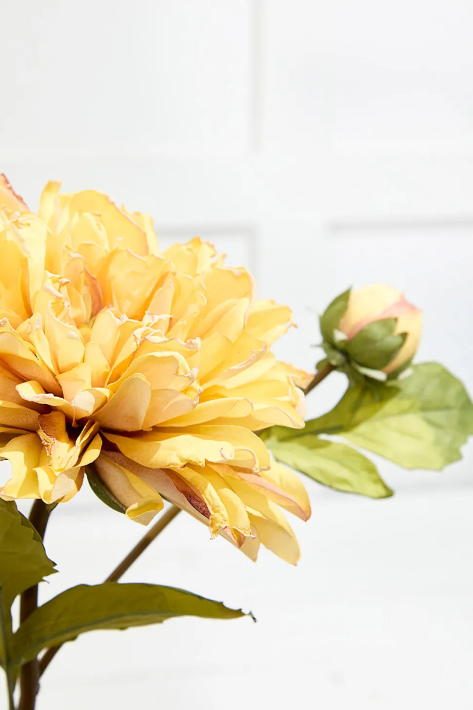 21" Dried Dahlia with Bud Stem