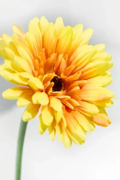 22" Gerbera Daisy Stem