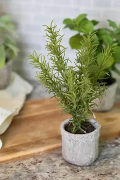 9” Herb in a Pot - Rosemary
