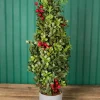 20” Holiday Potted Boxwood Tree W/ Berry