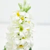 17" Hyacinth Spray