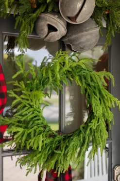 24” Just Cut Norfolk Pine Wreath
