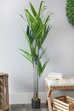 5' Kentia Palm Potted