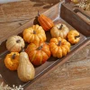 Mixed Pumpkin Asssortment - Set of 9