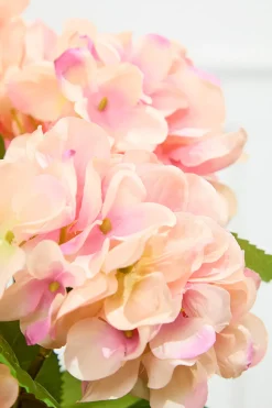 20.5" Peach Hydrangea Bush