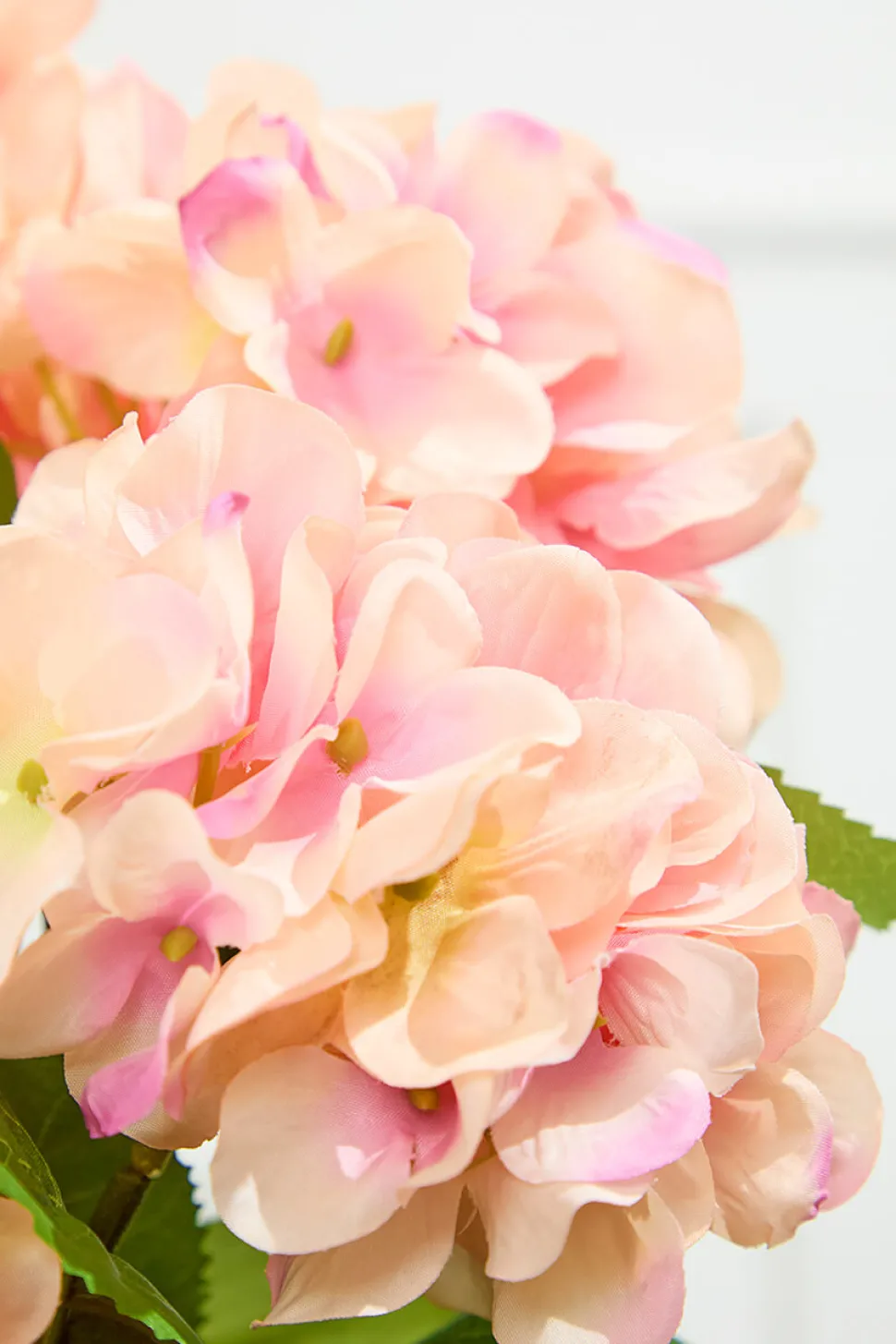 20.5" Peach Hydrangea Bush