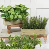 11" Plastic Herbs In Wooden Box