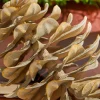 8” Plastic Sequoia Pinecone with Wire Ornament