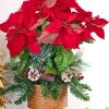 24" Potted Poinsettia