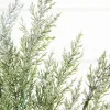 18" Snow Cedar Pine Bush
