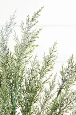 18" Snow Cedar Pine Bush