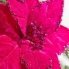19" x 12" Fuchsia Poinsettia Stem